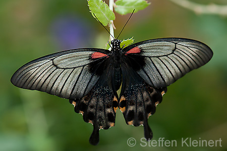 274 Gelbrand-Schwalbenschwanz - Papilio lowii